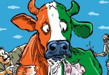 Cow-Politics-India