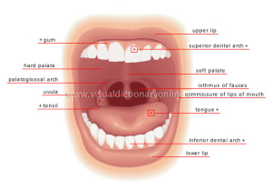 Mouth and Teeth