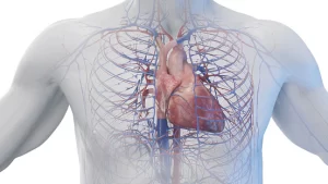 धमनियों में पाए जाने वाले माइक्रोप्लास्टिक दिल के दौरे के खतरे को लेकर चिंता पैदा करते हैं।